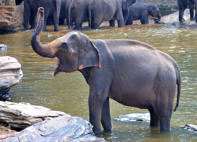 pinnawala-elephant-orphanage